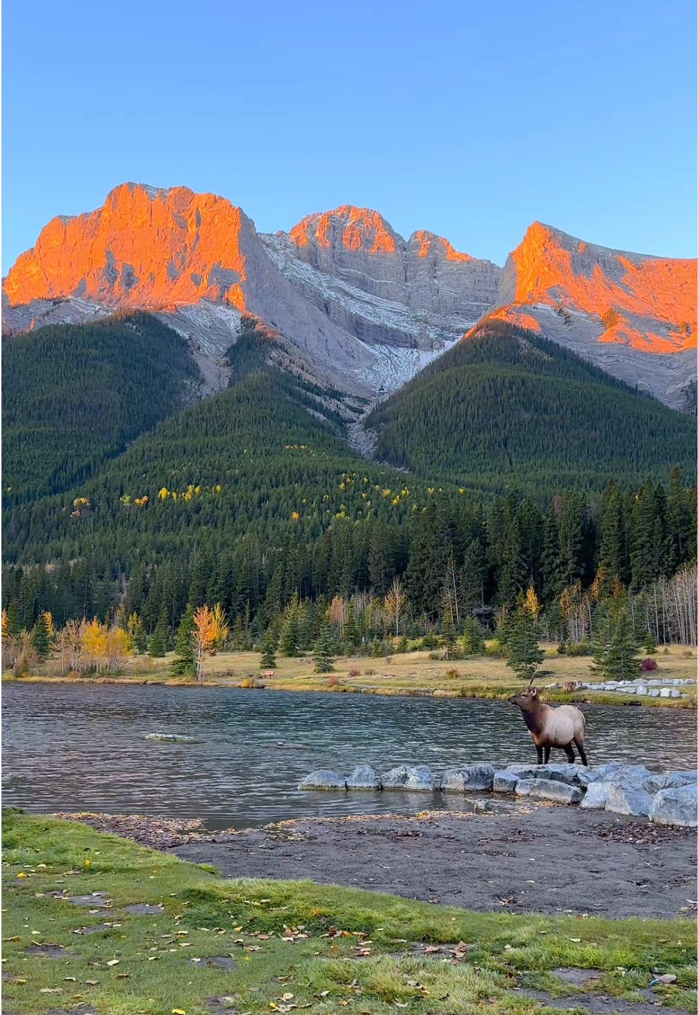 I’ve dreamed of moments like this. Couldn’t believe it was actually happening when 3 bull elk came right towards the lake while I was taking photos at sunrise. Canmore is a special place 🏔️