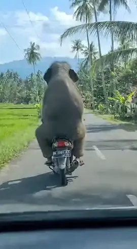 Pelan-pelan pak 🗿