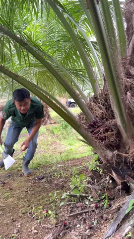 tempel sorong dodos kls palmking new yang versi putih