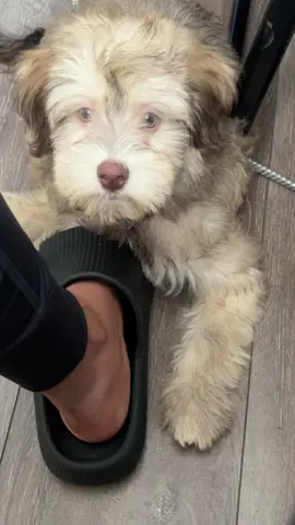 Langue sucrée en version canine ☺️ #puppycute #puppylove#dogsoftiktok #pourtoi #foryoupage 