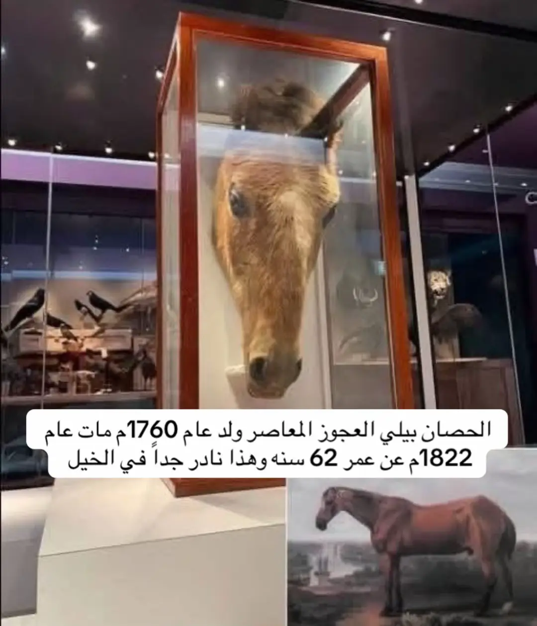 #خيل_وخياله🐎 #اكسبلورexplore #foryou #fyp #الشعب_الصيني_ماله_حل😂😂 