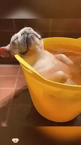 Funny dog ​​videos that will make you laugh so hard you can't close your mouth 🤣🤣 #funnyvideos #funny #animals #dog #fyp 