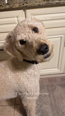happy birthday to my whole entire heart!! I’m so so lucky to be your mommy my Jaxy boy 🤍 #dogs #labradoodle #doodles #puppy #birthdayboy 