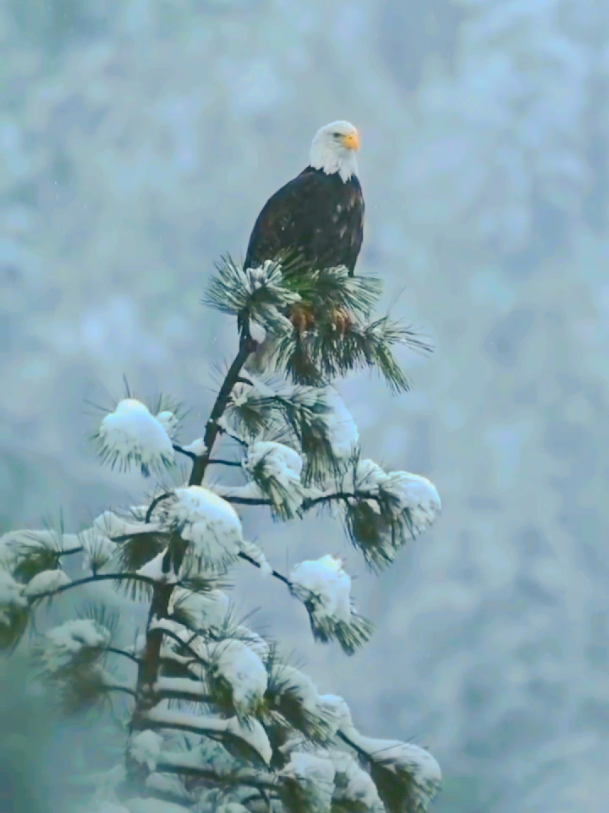 #nature #foryou #foryourpage #fyp #fypシ゚viral 