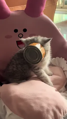 #cutekitty 