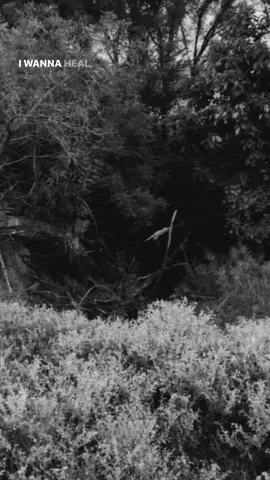 A heron I was able to get a video of awhile back. #bigguy 