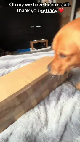 Honestly we are so grateful for our presents, it’s so lovely the kindness and generosity of our friends from Tik Tok ❤️ @Tracy we love you so much ❤️❤️❤️ thank you 🙏 #PetsOfTikTok #dogsoftiktok #gifts #presents #generosity 