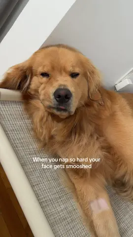 Just the sweetest smooshed face 🫶🏻 #goldenretriever #dogsoftiktok #squishy #PetsOfTikTok 