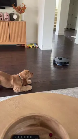 Yesterday he ignored it completely… today not so much! 