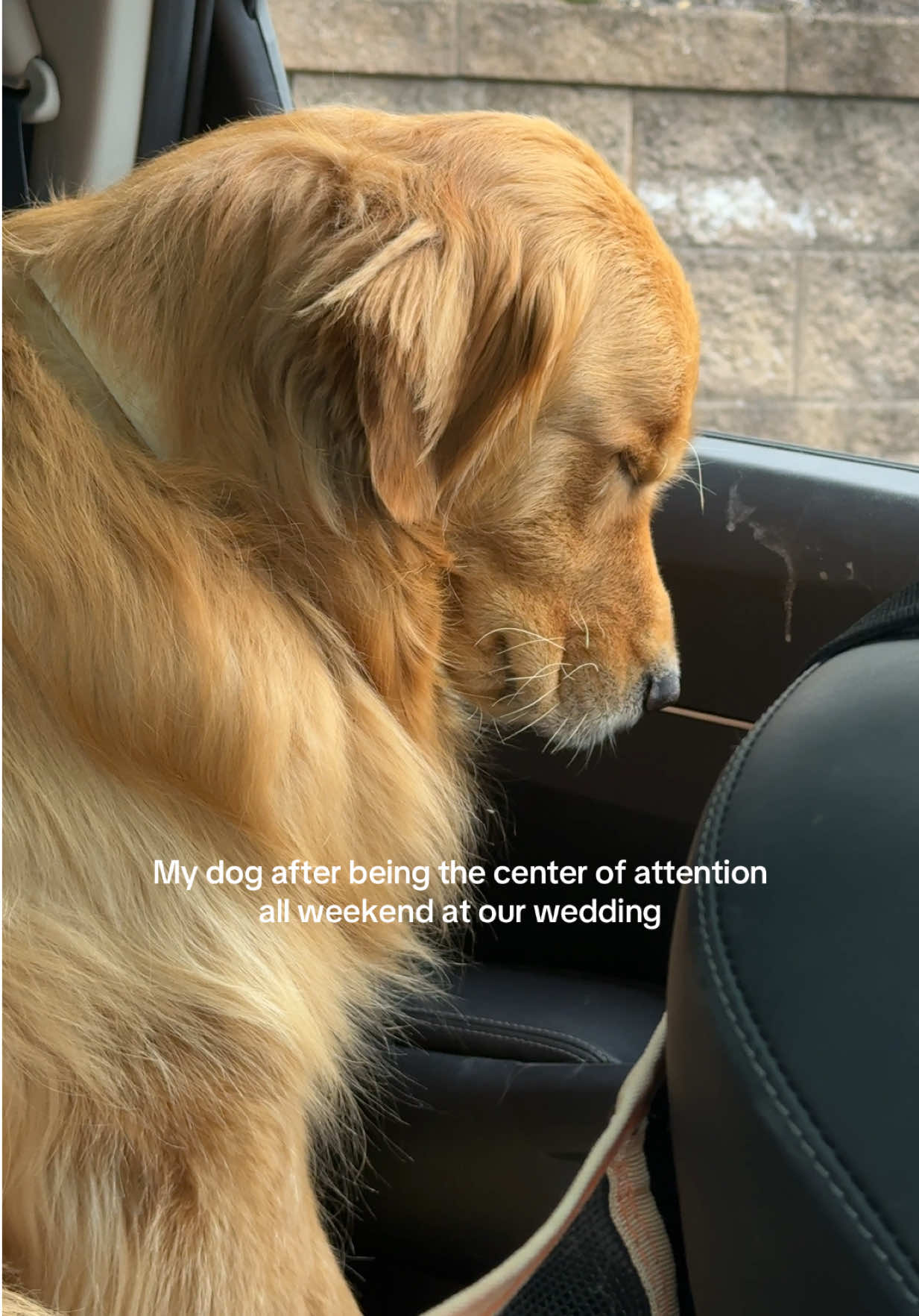 It’s exhausting being this cute #goldenretriever #dogsoftiktok 