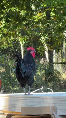 Wood#taykorswift #chickens#kaka