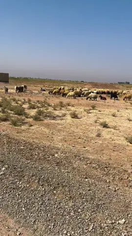 #دير_الزور #البوسرايا #العكيدات #الشعب_الصيني_ماله_حل😂 