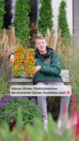 Wintergrau war gestern: Mit Winter-Stiefmütterchen holst du dir 7 Monate Farbe auf Balkon & Beet - pflegeleicht, frosthart & günstig.  Die smarteste Garten-Investition des Jahres! 👉🏻 Kommentiere Kombi, um die schönsten Farbkombis direkt in deine DMs zu bekommen. #sunflowergartencenter #gartenliebe #stiefmütterchen #gartentipps #frankfurt       