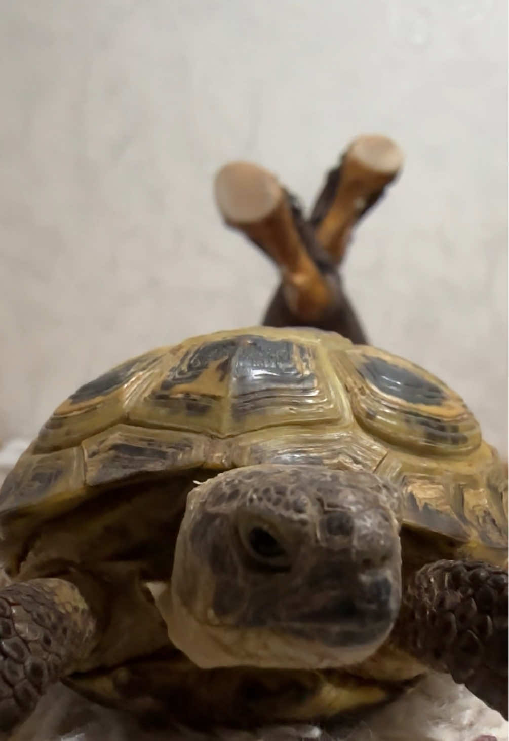 🫦@alishha 🫧 #черепаха #turtle #animals #turtles #черепашка 
