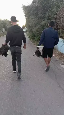 nay đi siêu thị bước chân phải gặp Pakistan cho 2 con ngan 😂😀😀😀 #xuhuong