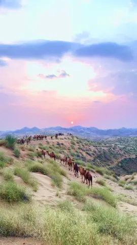 #تصويري #الجنوب #ثلاثاء_بني_عيسى #عطايا_الله🐪 #خبت 