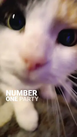 how should i explain this feeling to somewone who doesnt own a cat #lookoflove #cat #for #foryouu #cutebaby 