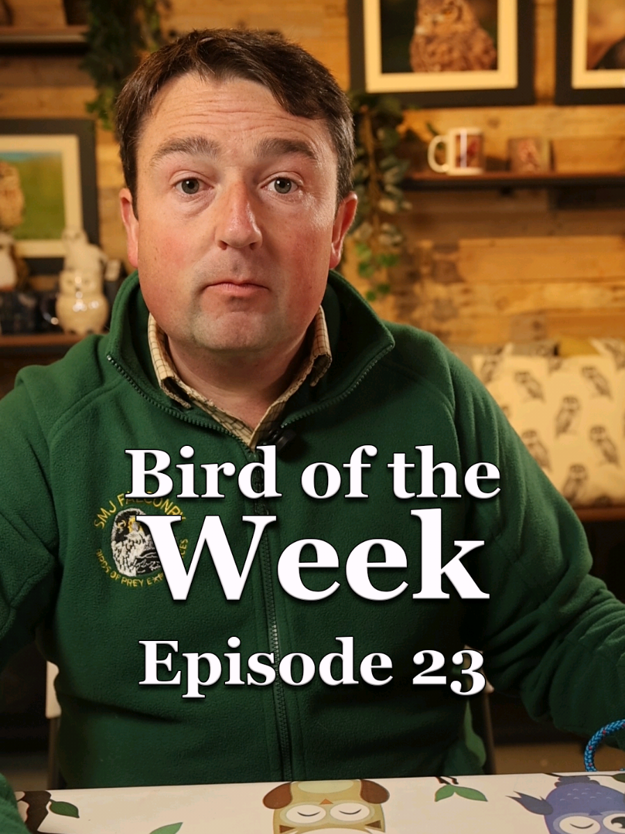 bird of the week episode 23 #canon #smjfalconry #birdsofprey #birdoftheweek 