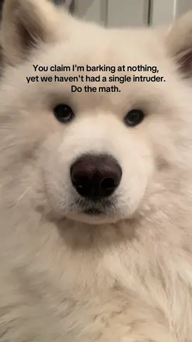 I just wanna be appreciated.  #samoyed #dogsoftiktok #doglover #dogmom #doglife 