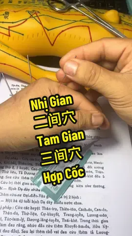 Nhóm huyệt liên châu thường được dùng phối hợp để hành khí, tán nhiệt, thông kinh hoạt lạc. /  huyệt Nhị Gian – Tam Gian – Hợp Cốc đều thuộc Thủ Dương Minh Đại Trường kinh, Nhị Gian là Vinh huyệt, Tam Gian là Du huyệt, Hợp Cốc là Nguyên huyệt ba huyệt liền nhau, nối thông khí huyết vùng tay – đầu – mặt. #hiểucơthể #dưỡngsinh #chămsócsứckhỏe #tânanthảo 