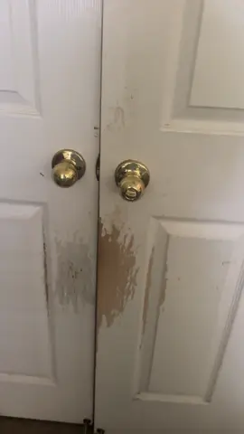 #chowderandpeppertok #greatdane #greatdanesoftiktok 