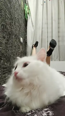 ##кошка #смешно #смешноевидео #каблуки #тренд #розетка #обои #шторки 