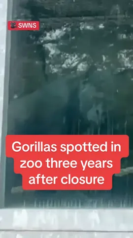 Gorillas spotted in zoo three years  after closure #fyp #breakingnews 