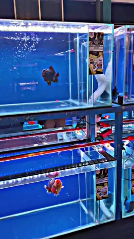 Kontes mas koki🔥🔥#tulungagunggoldfishcup#goldfish #glodfishindonesia #fyp #masukberandafypシ 