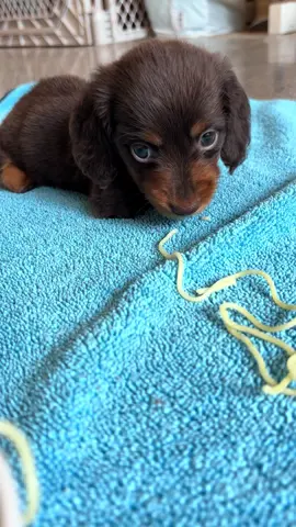 Matilda celebrating National Pasta day, because why not! 🤣🍝