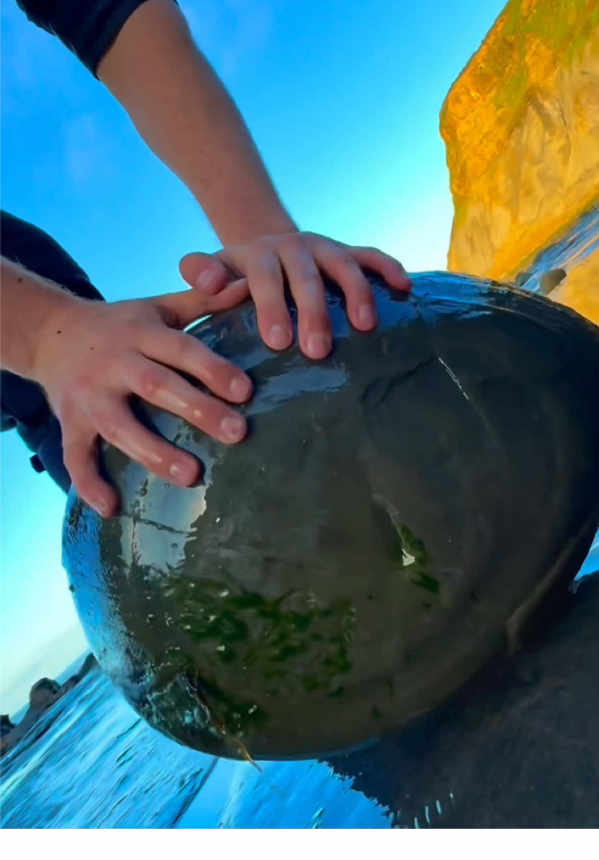 Here is an ammonite rock that we found in a fresh shale slab amongst the boulders and opened up with our hammer 🏝🌊 We also found a stunning belemnite, Roughly 180 Million Years Old 😍🏝 Thanks for supporting our page! 🐊 #natural #nature #fossil #fossils #fyp