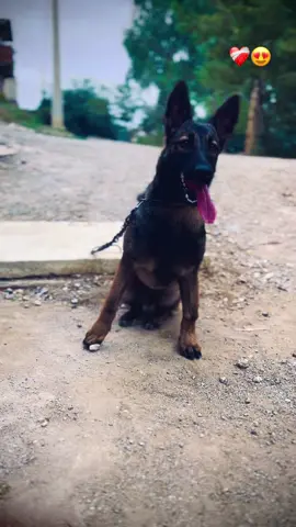 #fyp #foryou #ixplore #كلاب_شرسة 