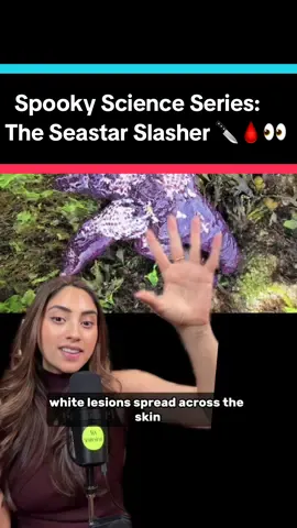 In 2013 5 BILLION sea stars melted into puddles of goo. Their detached arms crawled away like zombies. And for 10 years, scientists had no idea why. Then they discovered something that connects this ocean apocalypse to warming waters—and it’s still happening. The story of Sea Star Wasting Syndrome is one of the most disturbing ecological mysteries ever solved. Follow for more spooky science series! #spooky #unsolvedmysteries #marinelife #ocean #DidYouKnow 