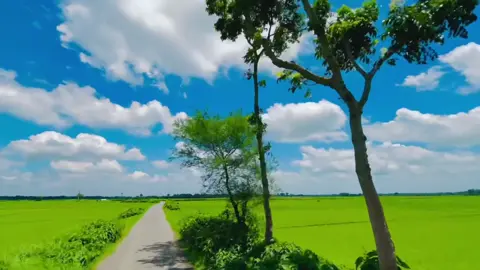 প্রকৃতি তার নিজস্ব রুপে সাজে 🌱 #bangladesh🇧🇩 #saionahammed #foryou #foryoupage #fypage 
