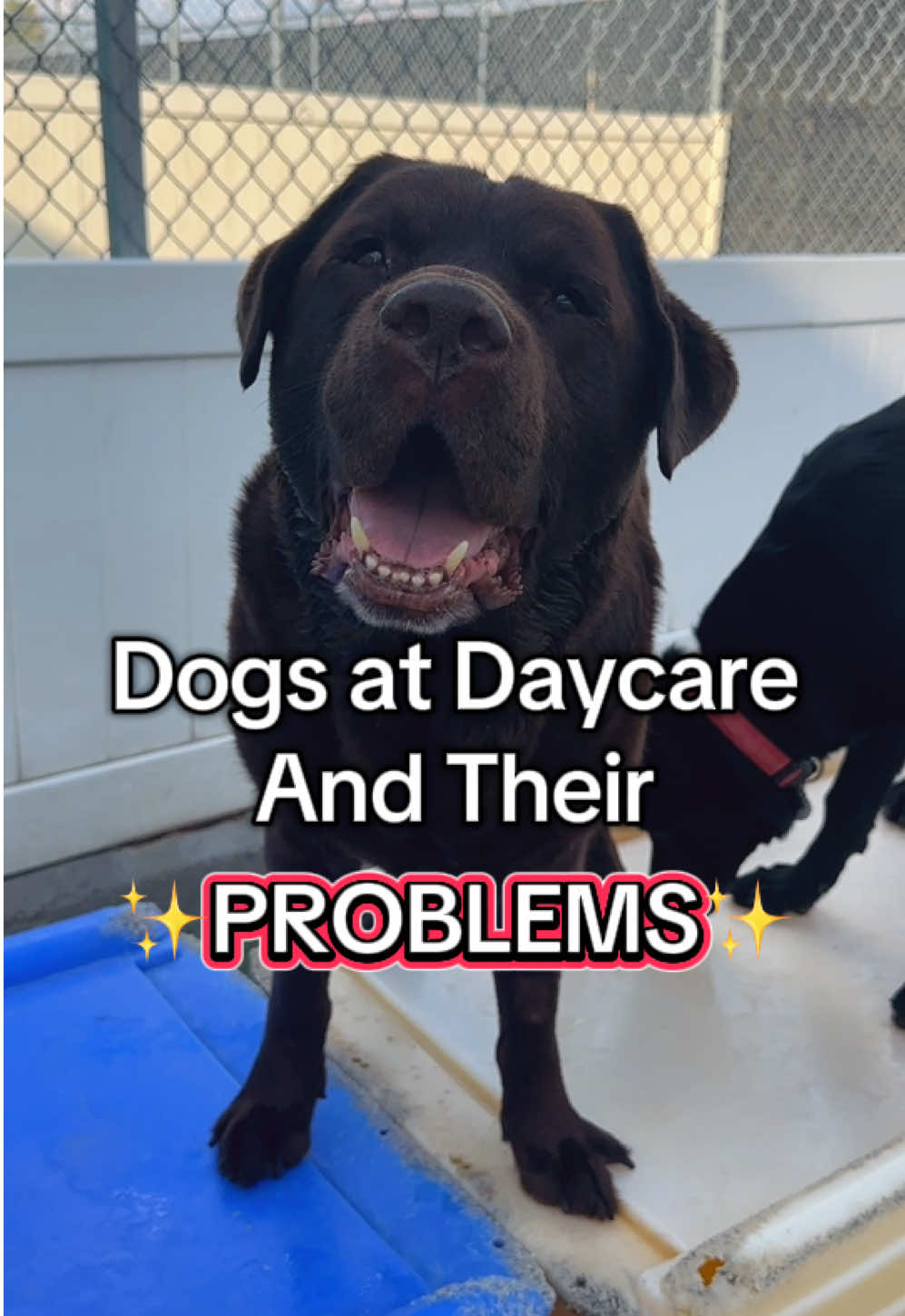 Calvin has watch kpop demon hunters one too many times 🎤🎶 #dogdaycare #doggydaycare #dogproblems #dogsatdaycare #dogsoftiktok 