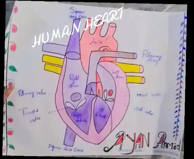 HUMAN HEART #viraltiktok #videoviral #foryoupage @Ashfaq Ahmad 