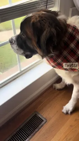 Waiting on college sister to come home🧡💙 #saintbernardsoftiktok #sputzi #dogsoftiktok #saintbernard 