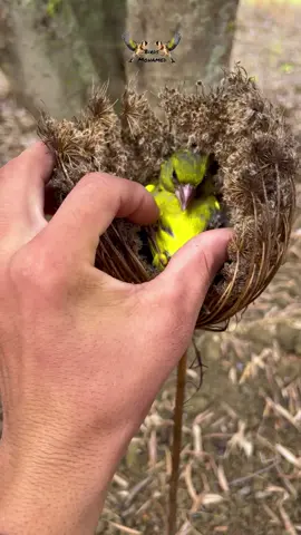 How can this strange bird sleep here😨😳