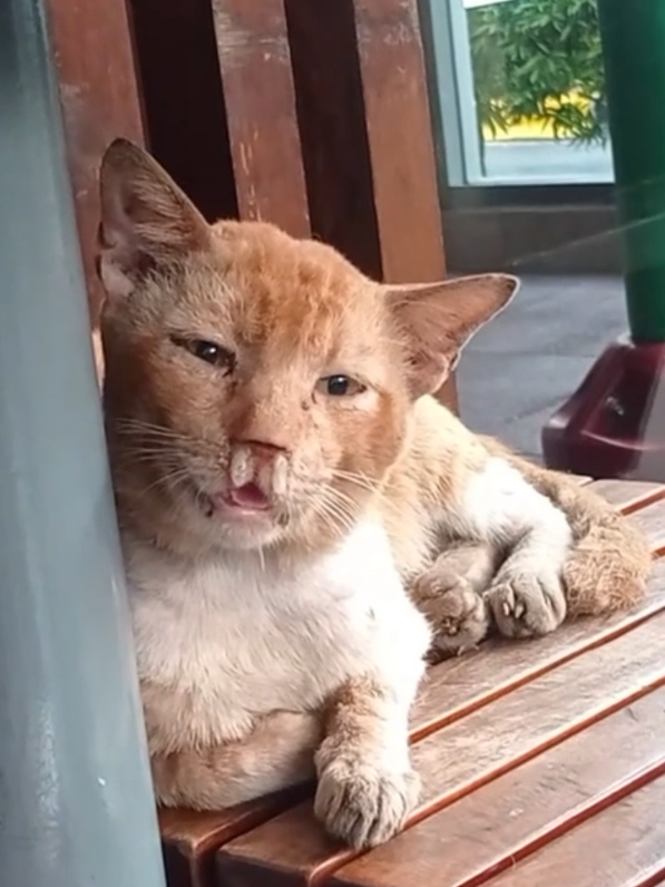 Membalas @williwillowilla Jangan Dibiarkan Bila Kucing Kalian Bersin Bersin Mata Berair Hidung Tersumbat Flu dan Pilek Berat Obati Dengan Blue Tree dari olive care #kucing #vitaminkucing #bluetree #olivecare #fyp 