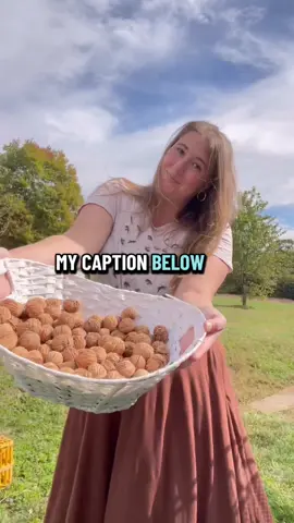 A foragers treat! Black Walnuts!  Black walnuts thrive in rich, well-drained soil and are typically found in North America, especially in the Midwest and Eastern parts of the U.S. They're hearty, long-living trees that can grow up to 100 feet tall! So watch your head if those walnuts fall!  There are many natural benefits that come from aromatic black walnuts. To name a few - packed with healthy fat, antioxidants, antimicrobial properties, high in protein and fiber. The tender nutmeat of the walnut is considered a delicacy and is used for snacks and baking!  The hulls are great for tea, natural wood stains, ink and tinctures. How to go about making those is another process on its own. I’m just here to collect the walnuts.  If you're lucky enough to find a black walnut tree, the nuts typically ripen in late fall. They’re inside a green, fleshy husk that will darken and crack open easily when they’re ready. You can gather the nuts once the husks fall off the tree or pick them as long as the hulls are softened.  Remove the husks and wear gloves! FLOAT test any walnuts. Out nuts into a buck or bowl of water. Any floaters should be discarded. Wash the nuts, using a pressure washer saved the day. Dry them in a cool dry place with lots of airflow for two weeks before storing. You can eat the nuts right away after hulling them if desired.  Avoid harvesting walnuts that are completely black and slimy - as the tannins from the hull may seem into the nut meat causing them to turn bitter. Dark black hulls are great for stains and old fashioned ink/dyes.   Collecting and processing your own black walnuts is so fulfilling- you’ll have fresh nuts on hand! Perfect for the thanksgiving nut bowl! However, unlike the English walnut, black walnuts have a shell so tough it takes a special nutcracker to open them - ooooor just a brick and hammer. Don’t smash too hard or the nut will break into a million pieces, a good wack will do!  #foraging #blackwalnut #organicfood #backyardgarden #octobermood 