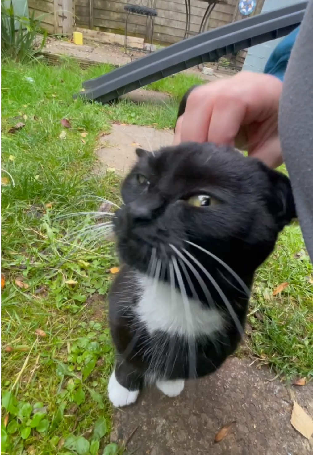 Autumn garden adventures 🍁🍂 Fig’s morning routine of stomp, chat and play continues. Sound up to hear the chirps #dwarfcat #figgypudding #tuxedocat #catsoftiktok #autumn 