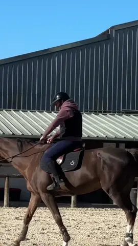 C’est vraiment un anti-doué.. Vous voulez le voir au trot ? 😵‍💫  #horse #ecurie 