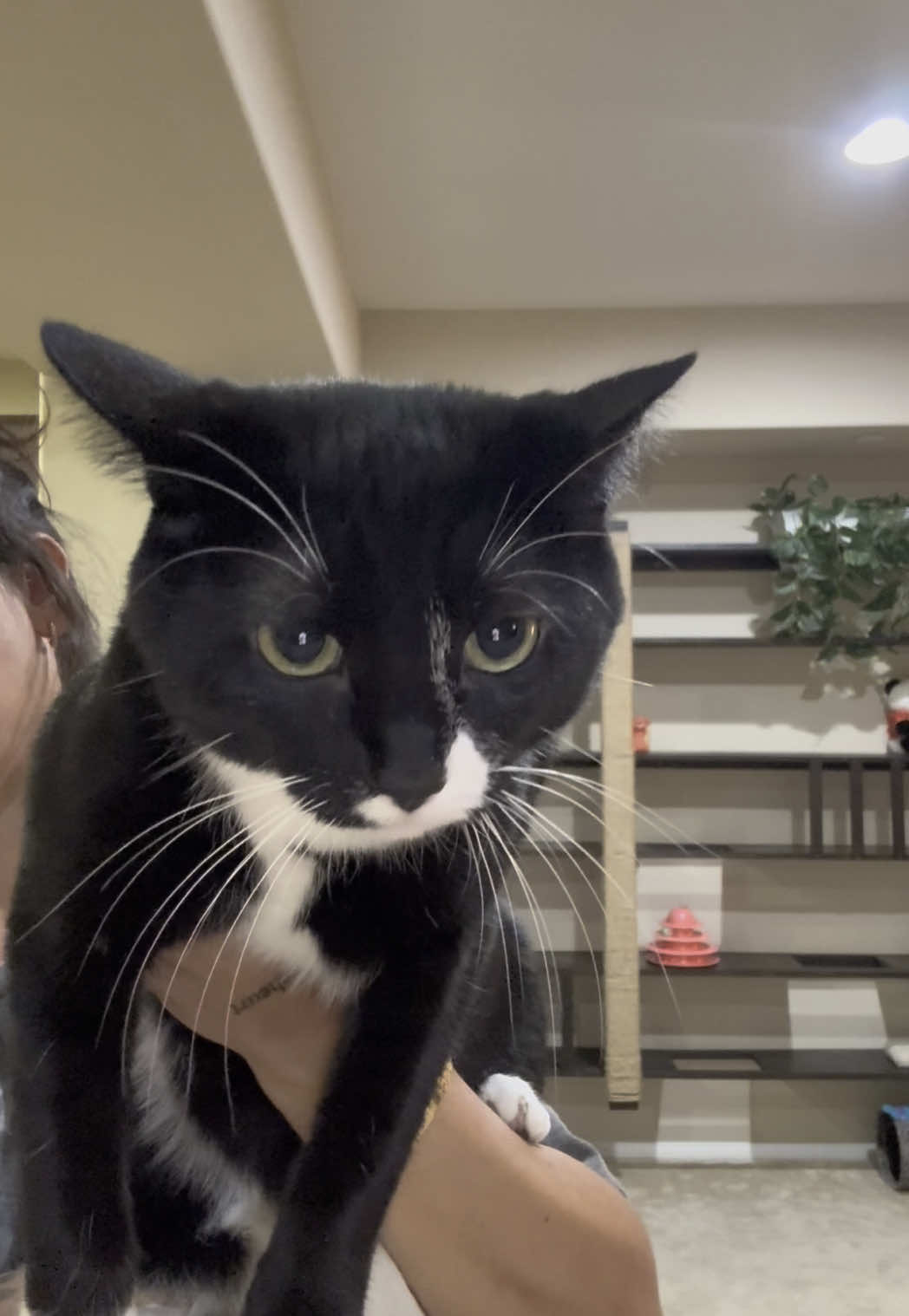 she can say it cuz shes black #cats #catsoftiktok #tuxedocats  #tuxedocatsoftiktok #tuxedocatpersonality #kittytok 