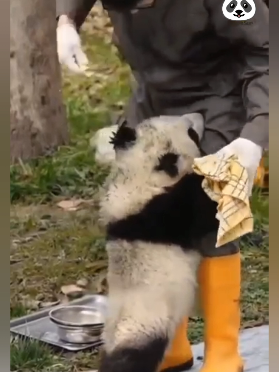 Cute Panda 🐼 #panda#cutepanda#pandalovers#funnypanda#usa_tiktok 