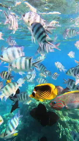 habibi come to Sharm el Sheikh 🇪🇬 #sharmelsheikh #egypt #egipt #egypt🇪🇬 #dc 