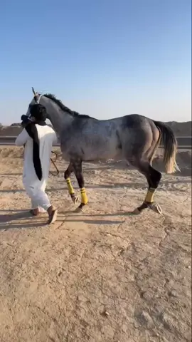 ##الابطال #الابطال #قطعه #حذاف #سبوق🐎 #نجران #بيشه #لادا_بني_واهب 