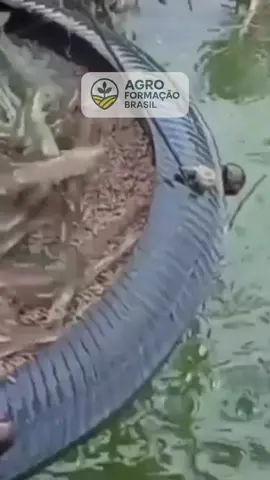 🦐 Pouca gente sabe disso… mas tem pessoas comuns lucrando com criação de camarão direto de casa! 😳 O projeto Camarão Lucrativo, da Agro Formação Brasil, ensina passo a passo como começar no agro mesmo sem experiência, com acesso aos fornecedores de larvas e acompanhamento de um especialista em cada etapa. 🌱 Quer descobrir como transformar isso em uma nova fonte de renda? 👉 Clica no link do perfil e entra pro projeto Camarão Lucrativo agora! 💥 #camaraolucrativo #agroformacaobrasil #agro #rendapassiva 