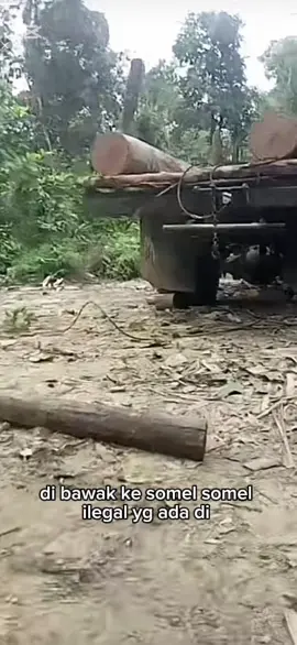 Kepada  Bapak Kapolda Riau Bapak Kapolres Kampar Bapak Kapolsek Kampar Kiri Dengan hormat, Kami bermohon agar kiranya dapat menindaklanjuti maraknya kegiatan illegal logging yang terjadi di Desa Lubuk Agung, Sungai Rambai, dan Sungai Sarik, Kecamatan Kampar Kiri. Kegiatan penebangan liar tersebut telah merambah hutan Batang Ulak secara besar-besaran. Kayu hasil tebangan kemudian dibawa ke beberapa somel ilegal yang berlokasi di Rakit Gadang, Lipatkain Selatan. Adapun somel yang diduga menampung kayu-kayu tersebut antara lain Somel Uwin, Somel Piko, Somel Oki, dan Somel Roki. Warga merasa sangat resah dengan aktivitas mobil pengangkut kayu yang setiap hari melintas, sering kali melebihi tonase, terutama mulai sore hari hingga larut malam. Kami khawatir hal ini akan merusak kondisi jalan yang baru kami nikmati kelancarannya selama kurang lebih dua tahun terakhir. Dahulu, ketika musim hujan, perjalanan menuju Lipatkain bisa memakan waktu hingga satu hari atau lebih. Alhamdulillah, kini perjalanan tersebut dapat ditempuh hanya dalam waktu sekitar tiga puluh menit. Kami sangat berharap perhatian dan tindakan tegas dari pihak kepolisian agar ketenangan dan kenyamanan warga dapat terjaga. #ilegallogging #poldariau #mafiakayu 