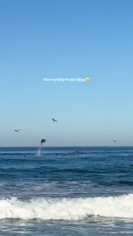 picture perfect😭😭😭#dolphins #sandiego #ocean #beach #pacificbeach 