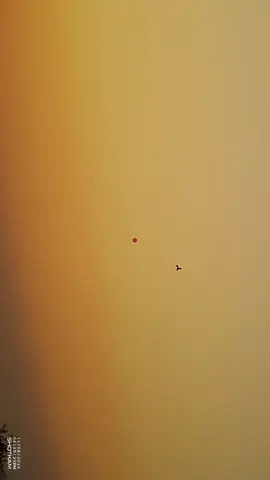 #fyp #viralvideo #الشعب_الصيني_ماله_حل😂😂 #tordohunting #songthrushhunting 