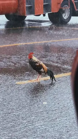 Membalas @okennfttg November Rain